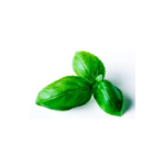 ALBAHACA