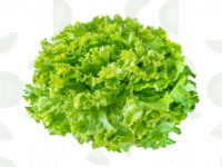 LECHUGA CRESPA