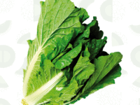 ACELGA
