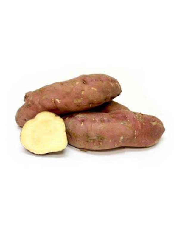 584x796-boniato-criollo