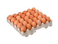 Maple de Huevo Mediano Colorado